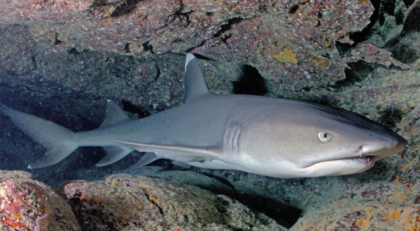 Tiger Shark, NatureRules1 Wiki