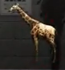 Tokyo Jungle Giraffe
