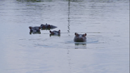 Wildlife Icons (2015)