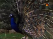 Wildlife on One (1977-2005)