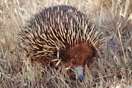 1200px-Wild shortbeak echidna