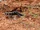 Bushveld Lizard