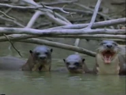 Amazing Animals (1996-1999)