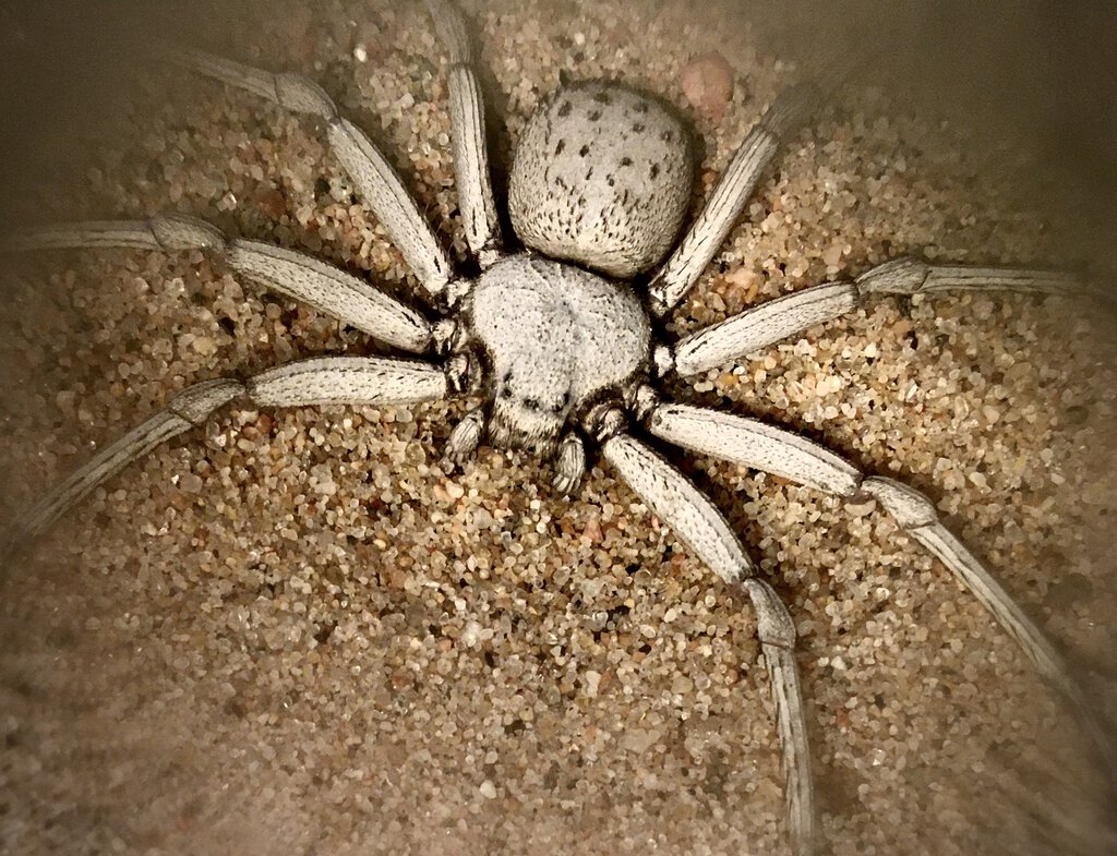 Chilean Six-eyed Sand Spider | NatureRules1 Wiki | Fandom