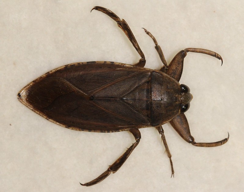 Giant Water Bug NatureRules1 Wiki Fandom