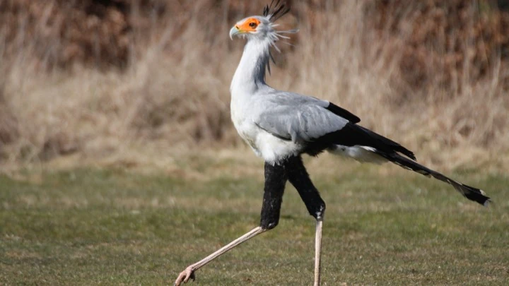 2点set☆Bird Of Prey☆Desert Dazzler Predators on Wings - Bird