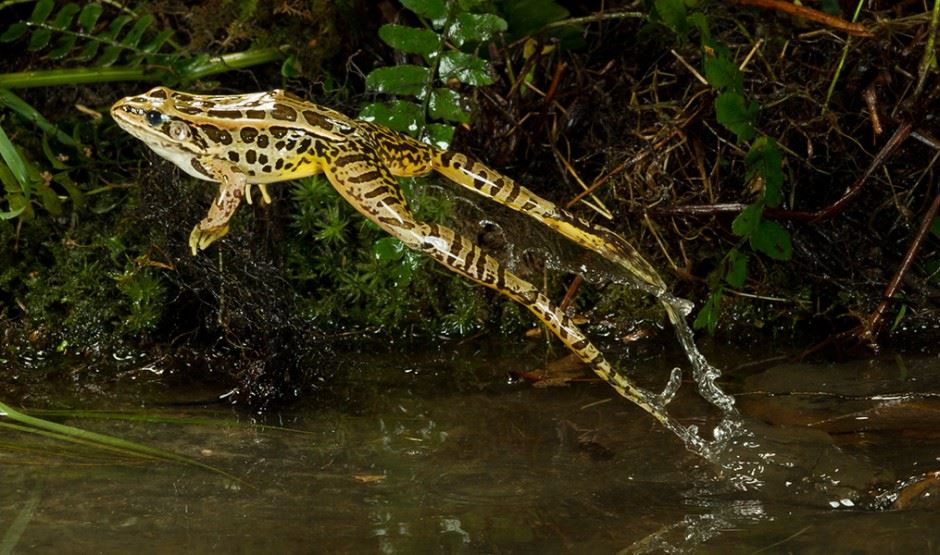 Pickerel Frog | NatureRules1 Wiki | Fandom