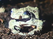 Toadskin Spell (1994)