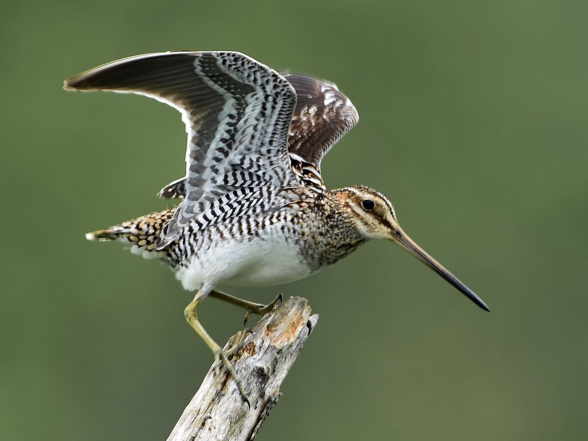 Wilson's Snipe NatureRules1 Wiki Fandom