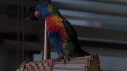 Ace Ventura: Pet Detective (1994)