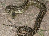 Carpet Python
