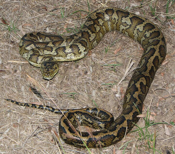 Burmese python - Wikipedia