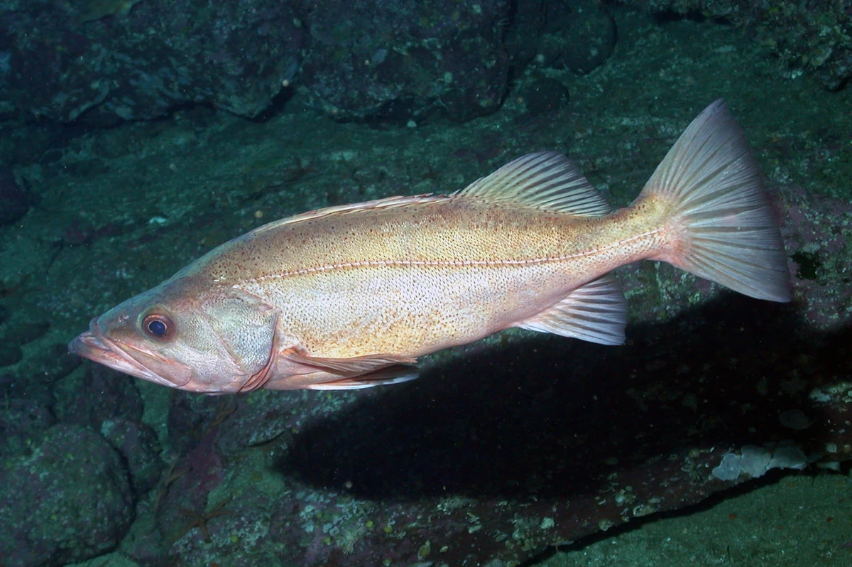 Bocaccio Rockfish NatureRules1 Wiki Fandom