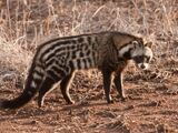 African Civet