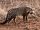 African Civet