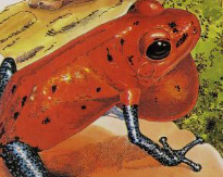 Strawberry Poison Frog, NatureRules1 Wiki