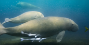 Our Oceans (2024)