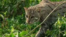 Kaia – Fishing Cat — Barry R Kirshner Wildlife Sanctuary