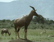 Supersense (1988)