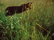 The Living Planet (1984)