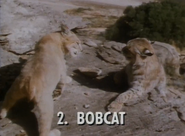 Wild Guess (1988)