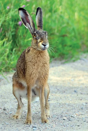 European Hare | NatureRules1 Wiki | Fandom