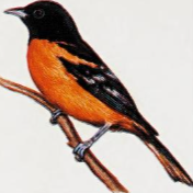 Baltimore Oriole – The Academy of Natural Sciences