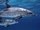 Atlantic Spotted Dolphin