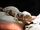 Rough Knob-Tailed Gecko