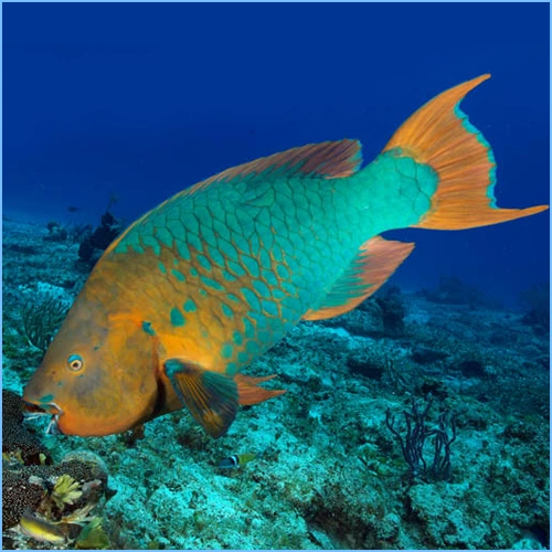 Rainbow Parrotfish NatureRules1 Wiki Fandom