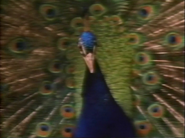 Through Animal Eyes (1985)