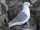 Black-legged Kittiwake