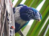 Ultramarine Lorikeet