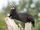 European Polecat
