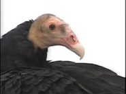 Amazing Animals (1996-1999)