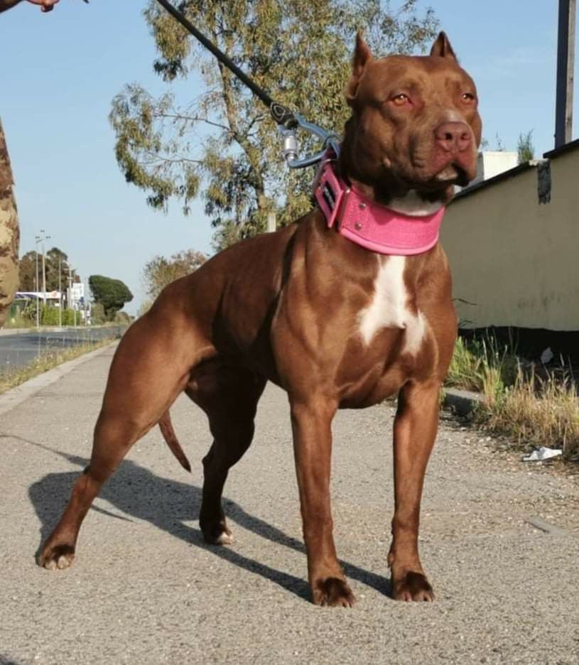 american pitbull terrier american pitbull terrier
