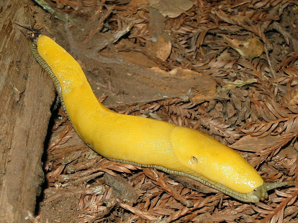 Banana Slug NatureRules1 Wiki Fandom