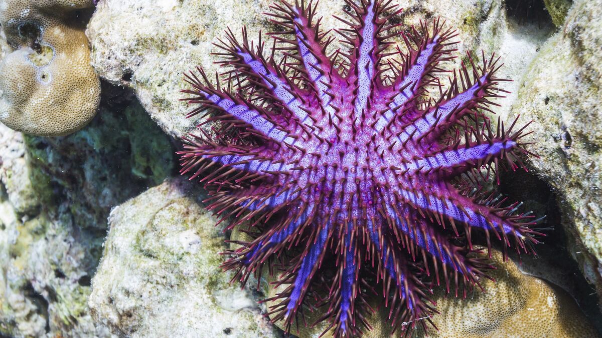 Crown-of-thorns starfish - Wikipedia