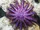 Crown-of-Thorns Starfish