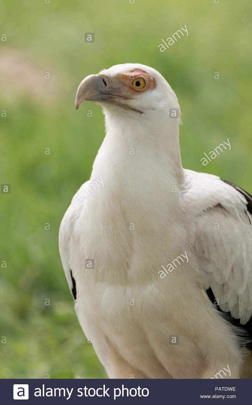 Palmnut Vulture NatureRules1 Wiki Fandom