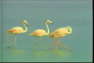 Life in the Wild (1994)