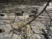 Seems There Was This Moose (1975)