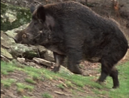 Wild America (1982-1994)