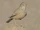 Desert Lark