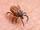Deer Tick
