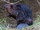 Eurasian Beaver