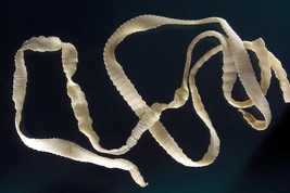 Beef Tapeworm
