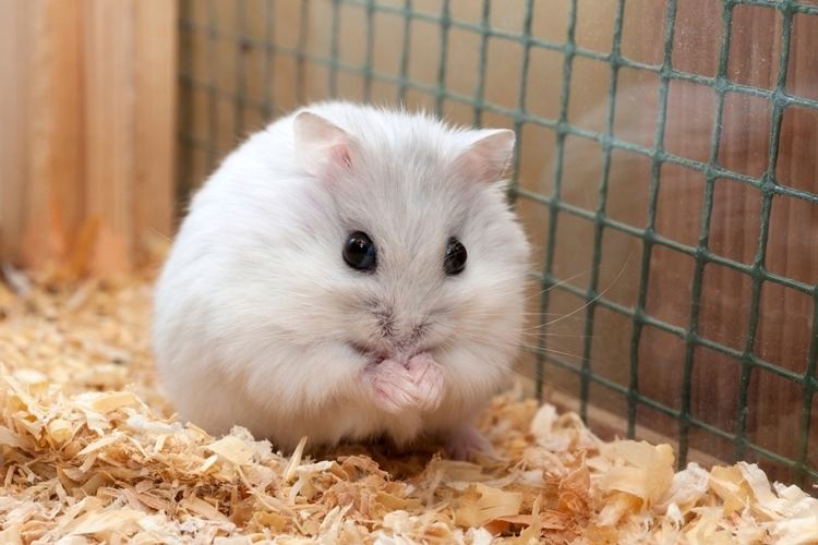 Campbell's Russian Dwarf Hamster, Hamsters Wiki