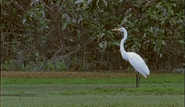 Journey Into Amazonia (1999)