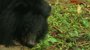 Wildest Indochina (2014)